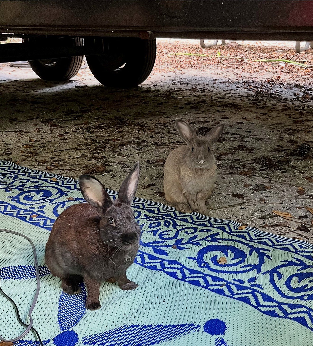 Two rabbits sitting on an outdoor rug beside a parked RV at Blythe Island Regional Park, Brunswick, Georgia.